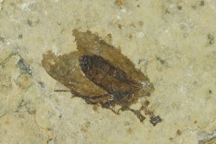 Fossil March Fly (Plecia) - Green River Formation #138487